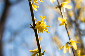Forsythien gelb blühend im Frühling Nahaufnahme