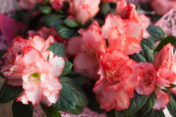 Houseplant pink Azalea