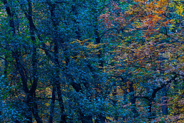 Fototapety  Jesień w bukowym lesie.