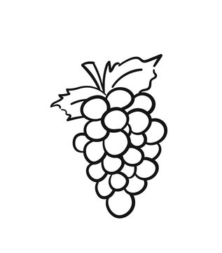 Bunch of grapes with leaf sketch icon for web, mobile and infographics. Hand drawn bunch of grapes vector icon isolated on white background.