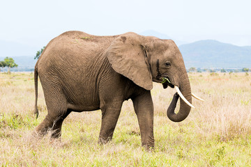Fototapeta na wymiar African elephant in the savanna