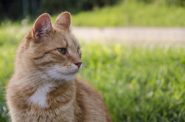 beautiful red-haired cat