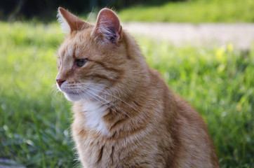 beautiful red-haired cat