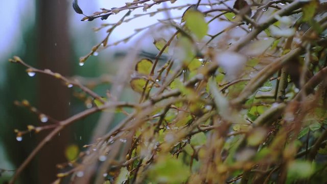 raindrops on leaves and flowers