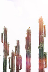 A tall cactus against the sky. Green cactus