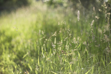 Landscape is summer. Green trees and grass in a countryside land