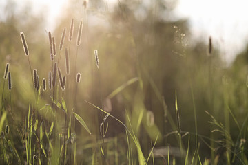 Landscape is summer. Green trees and grass in a countryside land