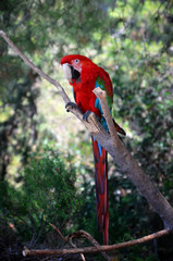 Parrot Ara sits on a branch