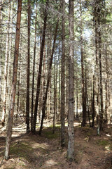 Obraz premium Pine forest. Depths of a forest. Journey through forest paths. T