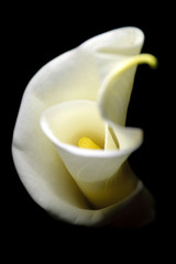 Calla flower