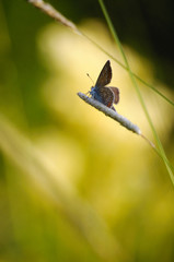 Silver studded blue butterfly close up.
