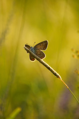 Silver studded blue butterfly close up.