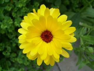 Blume