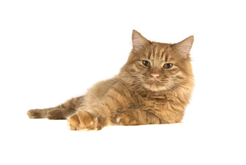 bobtail red cat ginger on isolated white background