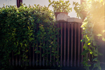 Old rustic radiator covered with green plants
