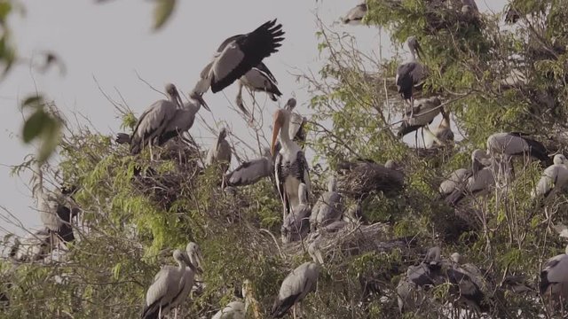 Asian Openbill (Anastomus oscitans) and many birds on tree with nest and baby in slow-motion