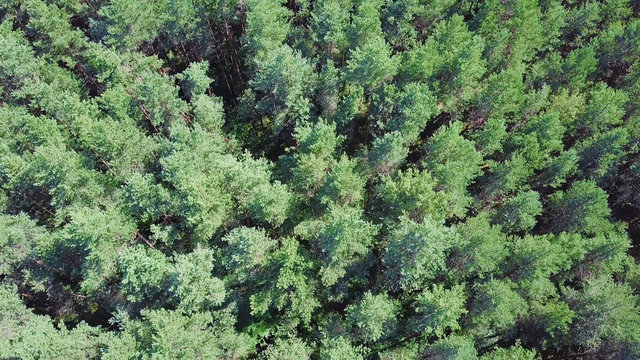 Beautiful panoramic over the tops of pine forest. Clip. Top view of the pine forest. Nature background
