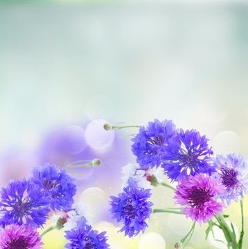 Fototapeta Blue cornflowers