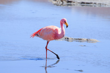 Fototapeta premium Laguna Hedionda flamingos, Bolivia