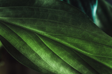 Green plant leaf texture, macro shot. Nature background, spring flora