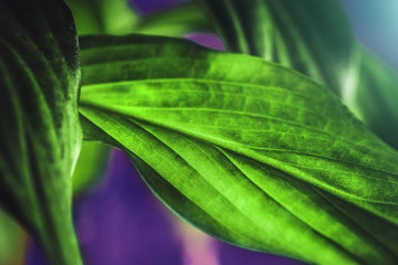 Green plant leaf texture, macro shot. Nature background, spring flora