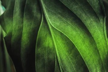 Fotobehang Groene plant blad textuur, macro-opname. Natuur achtergrond, lente flora © DedMityay