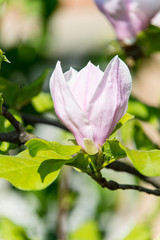 Magnolia bloom, blossom, flowering on tree