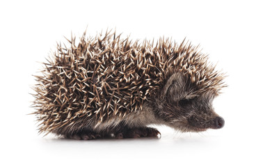 One little hedgehog.