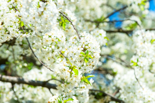 Cherry tree in white blossom on floral background