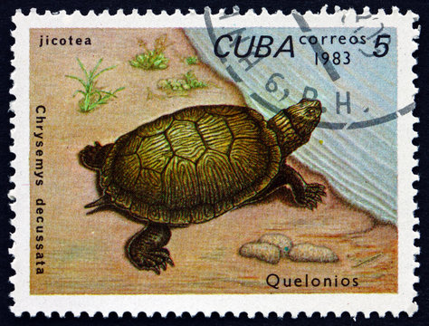 Postage Stamp Cuba 1983 Cuban Slider, Turtle