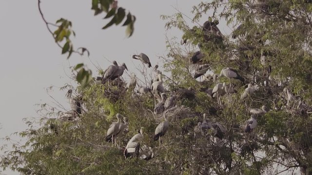 Asian Openbill (Anastomus oscitans) and many birds on tree with nest and baby in slow-motion