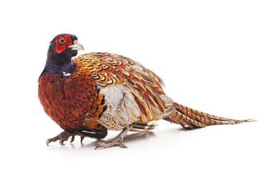 One big pheasant.