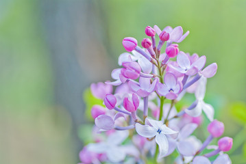 Fototapeta na wymiar Lilac flower in soft style for background
