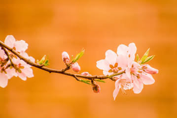 Beautiful flowers in soft style for background