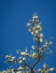 Apple-tree branch with flowers