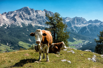 Fototapeta na wymiar Landscape view with cow of Unesco World Heritage site Dolomiti, Alta Badia, Italy