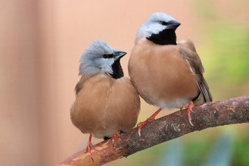 Two cute black-throated parson finches poephila cincta sitting on branch tightly together side by side