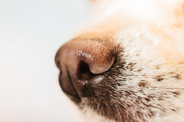 Muzzle of little chihuahua dog