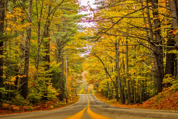 Yellow Trees and Road | Nature Photography