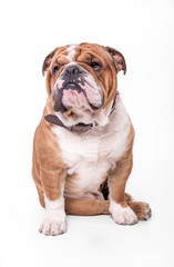 English bulldog portrait isolated on white background