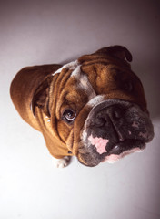 Portrait of cute English bulldog,selective focus
