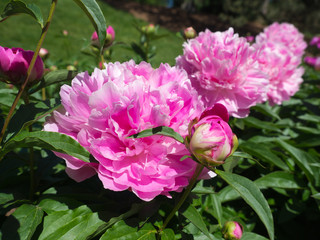 Large pale pink peonies are in full bloom