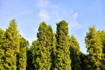Fir trees at summer day.