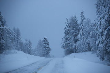 Snowy road surrounded by pine trees