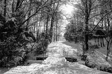 Pont, parc et forêt sous la neige