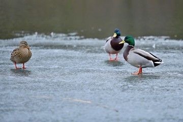 Three wild mallard ducks standing on frozen surface of lake during winter