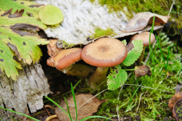 Mushrooms honey fungus (Armillaria mellea) on an old birch log in the grass