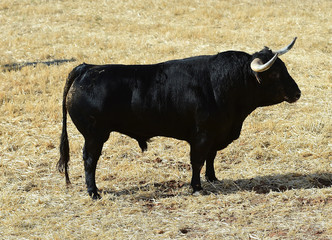 horns of bull