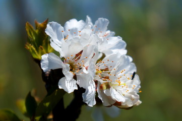 flowers of cherry tree