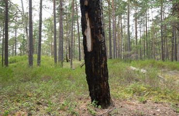 Burnt pine tree in natural pine forest, heather plants grows in the environment